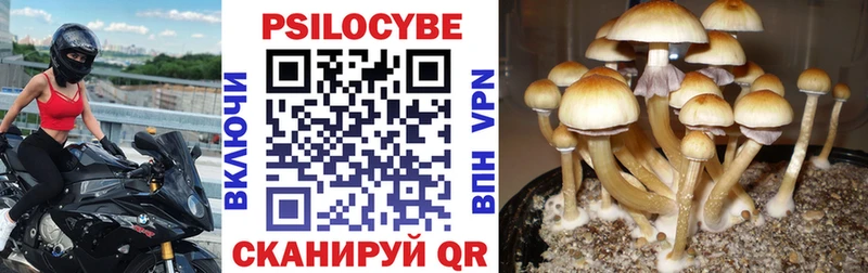 как найти закладки Ардатов Псилоцибиновые грибы мицелий